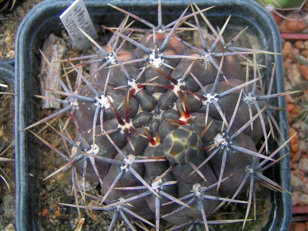 Gymnocalycium Gibosum v. Chubutense